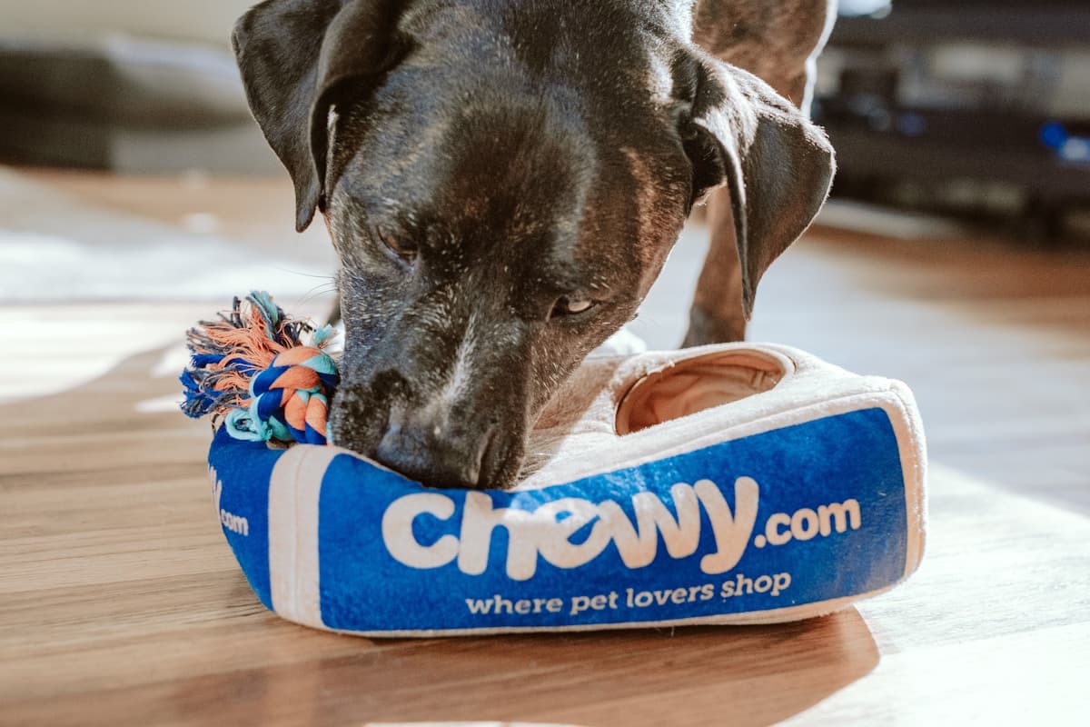 Hotele dhe konvikte për kafshë